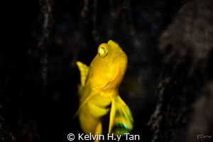 Sand goby by Kelvin H.y Tan 